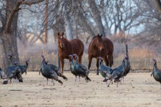 Two horses looking at a flock of wild turkeys.