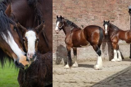 A Shire mare and foal; a pair of bay adult Shires.