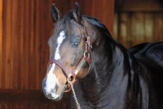 1992 of the Year AP Indy: Towards Greatness