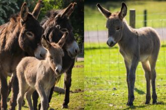 A baby donkey with two jennets.