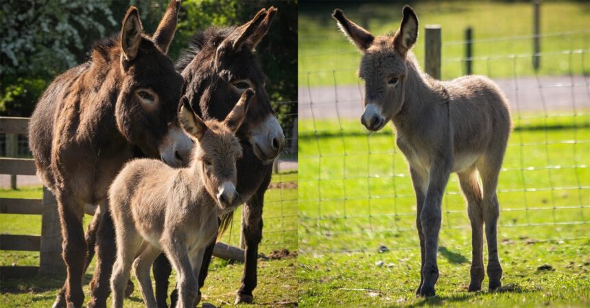 A baby donkey with two jennets.