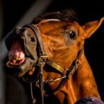 Journalism will race at Preakness 2025 on Saturday