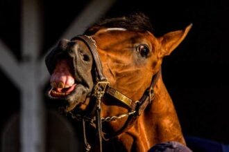 Journalism will race at Preakness 2025 on Saturday