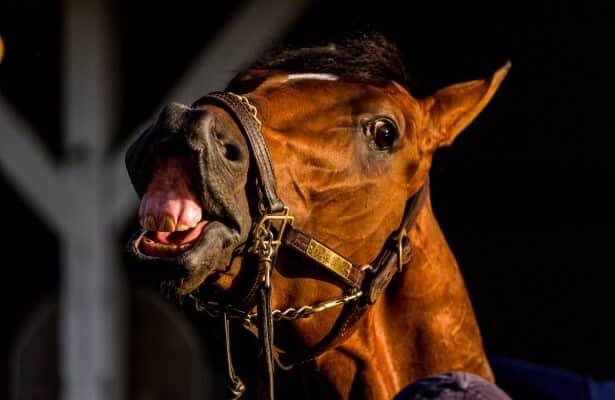 Journalism will race at Preakness 2025 on Saturday