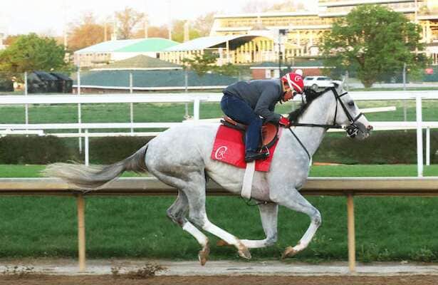 Popular greys enter Preakness