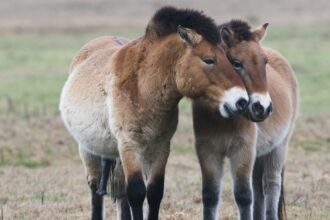 A pair of Przewalski’s Horses in a field.