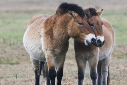 A pair of Przewalski’s Horses in a field.