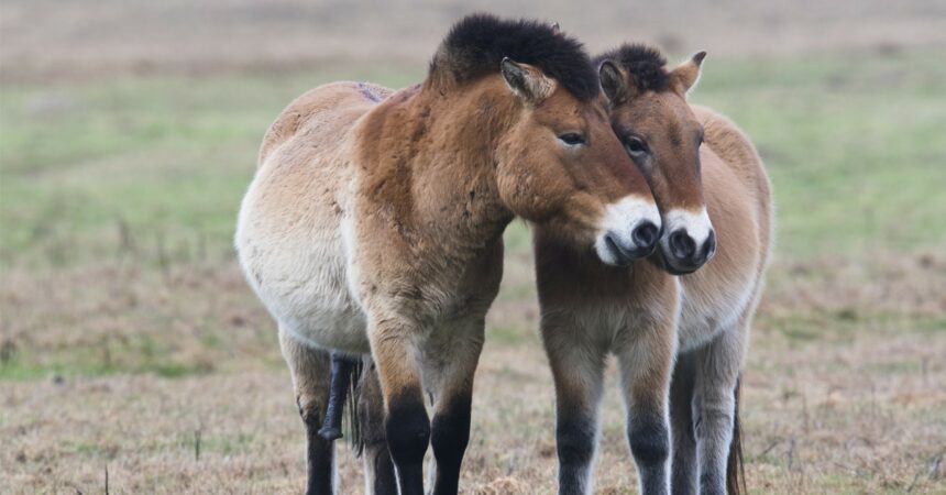A pair of Przewalski’s Horses in a field.
