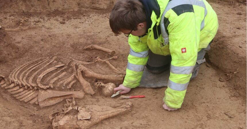 A man unearthing a horse skeleton.