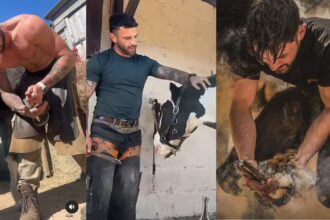 Three photos of farriers at work.