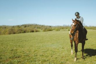 Success Story of Thoroughbred Aftercare Alliance: A new chapter in Arogate Ocean