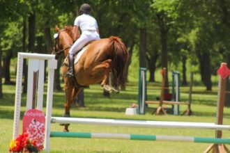 Thoroughbred Transformation Diary: Salesman Shows Talent in Horse Trials
