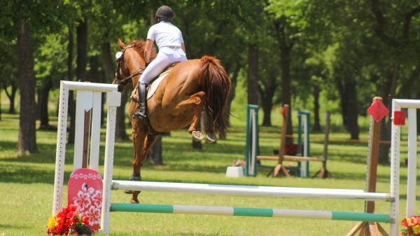 Thoroughbred Transformation Diary: Salesman Shows Talent in Horse Trials