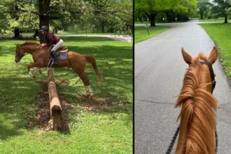 Thoroughbred Transformation Diary: Steady progress towards two bright futures