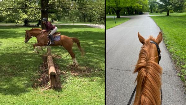 Thoroughbred Transformation Diary: Steady progress towards two bright futures