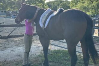Thoroughbred Transformation Diary: Teddy Spaghetti's First Show Great Success