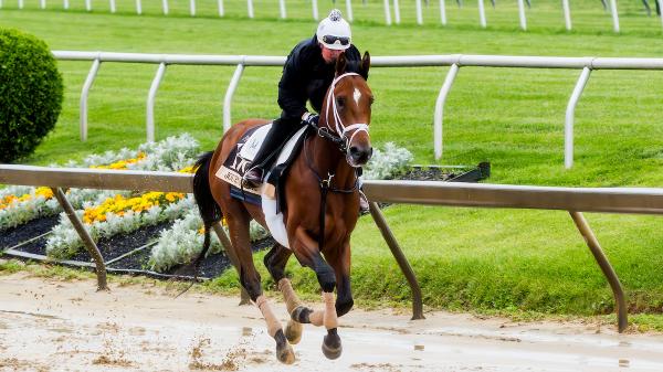Trainer McCarthy is extremely confident that journalism will enter Preakness