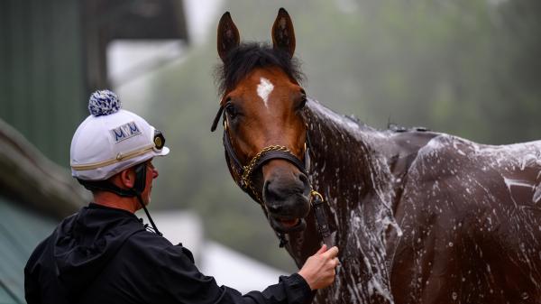 Veteran Grass Writer Choose Preakness Superfector for 2025