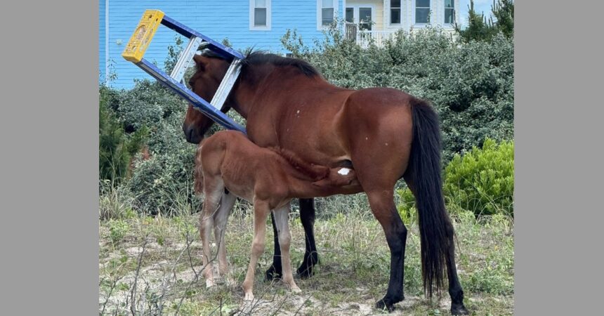 A foal nursing; a mare with a ladder hanging on her neck.