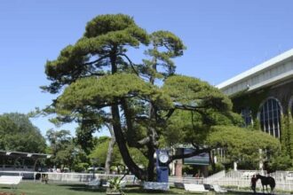 Belmont Byrne Quarantine is lifted two weeks after strangulation