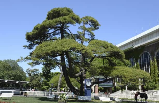 Belmont Byrne Quarantine is lifted two weeks after strangulation