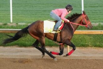 Coal Battle leads Tab's rated winners