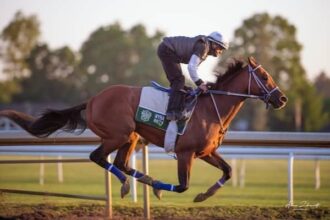 Mystik Dan leads the winners rated in Tab
