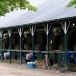 Nyra isolates barn at Saratoga for Srangles incident