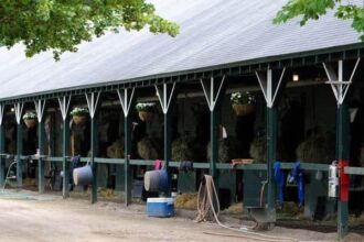 Nyra isolates barn at Saratoga for Srangles incident