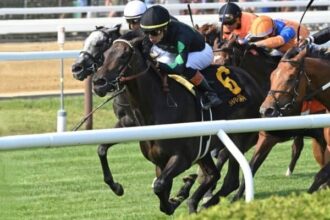 Pipsy and Donegal's momentum will lead the way with Saratogus stakes