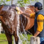 Preakness Winner Journalism confirmed its start in the Belmont Stakes