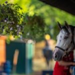 Saratoga barn quarantine is lifted in cases of further stranglehold