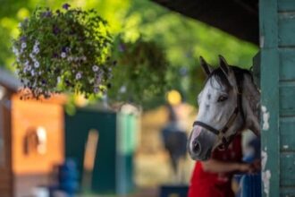 Saratoga barn quarantine is lifted in cases of further stranglehold