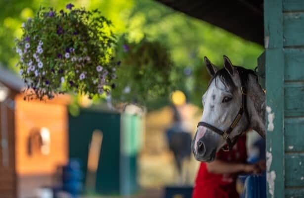 Saratoga barn quarantine is lifted in cases of further stranglehold