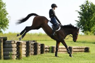 Thoroughbred Transformation Diary: Back to basics and building confidence