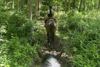 Thoroughbred Transformation Diary: Find the Best Way to Move Forward
