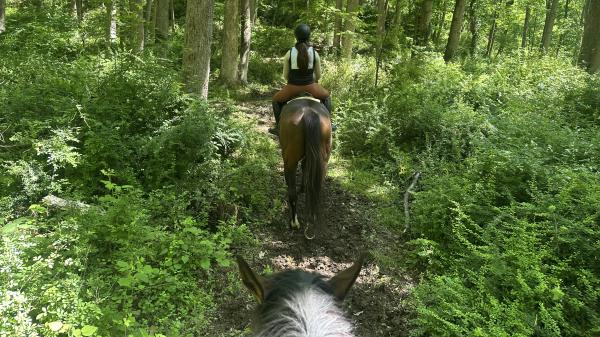 Thoroughbred Transformation Diary: Find the Best Way to Move Forward
