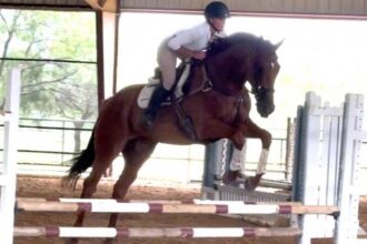 Thoroughbred Transformation Diary: Salesman "Calm, Cool and Collected" with training