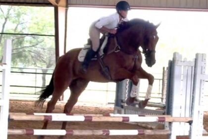 Thoroughbred Transformation Diary: Salesman "Calm, Cool and Collected" with training
