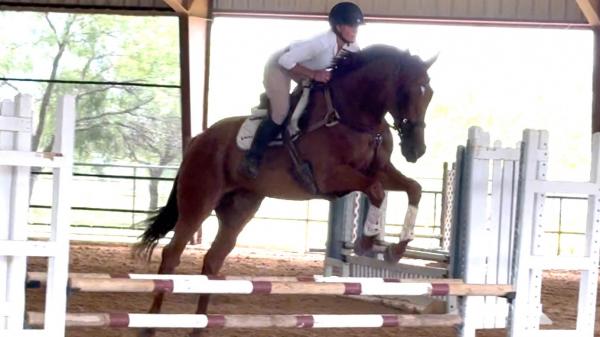 Thoroughbred Transformation Diary: Salesman "Calm, Cool and Collected" with training
