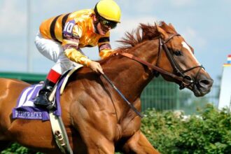 Wise Dan: How one racehorse defined the meaning of becoming a champion
