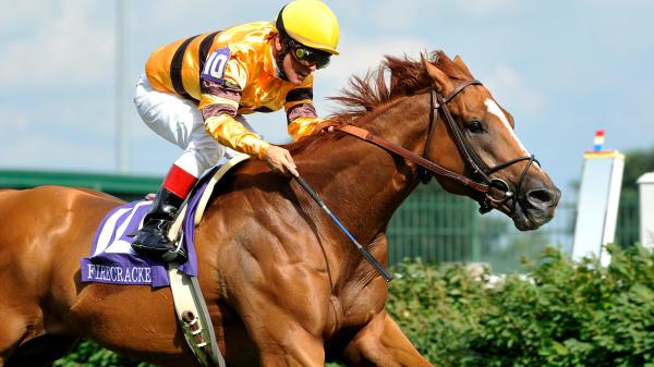 Wise Dan: How one racehorse defined the meaning of becoming a champion