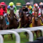 Wise Dan of 2025 bets at a glance