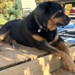 A Rottweiler sitting on a porch on a farm.