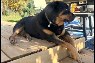 A Rottweiler sitting on a porch on a farm.