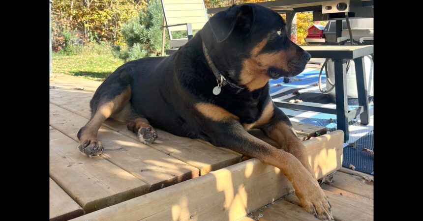 A Rottweiler sitting on a porch on a farm.