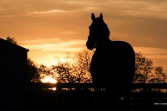 Barbara Livingston: A famous photographer dedicated to capturing the beauty of horses