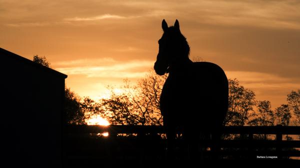 Barbara Livingston: A famous photographer dedicated to capturing the beauty of horses