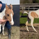 A foal being examined in a stall; a foal frolicking in a paddock.