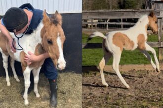 A foal being examined in a stall; a foal frolicking in a paddock.